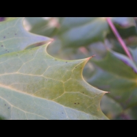 Mahonia Bealei (fam Berberidacees) (Chine) (8)